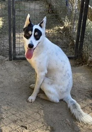 A young medium-sized male Black Mixed Breed dog named Krypto for adoption in Rossville, TN