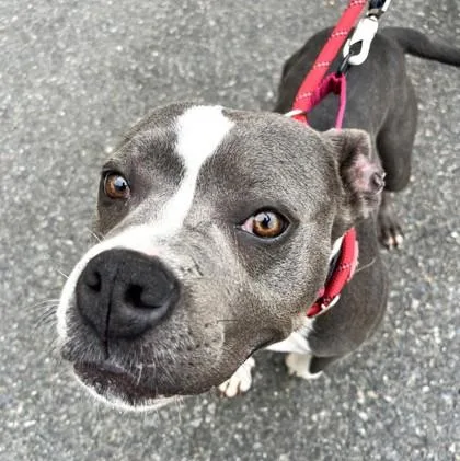 An adult medium-sized female Pit Bull Terrier dog named Jilly for adoption in Seattle, WA