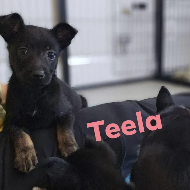 Teela thumbnail 2
