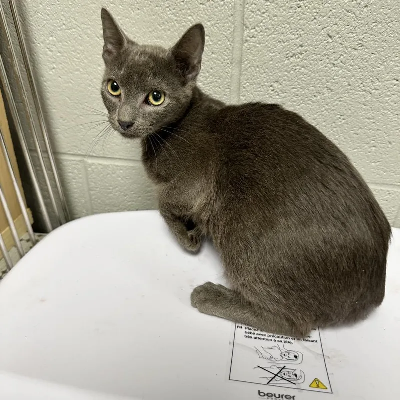 A baby small-sized male Gray / Blue / Silver Domestic Short Hair cat named Ren for adoption in New York, NY