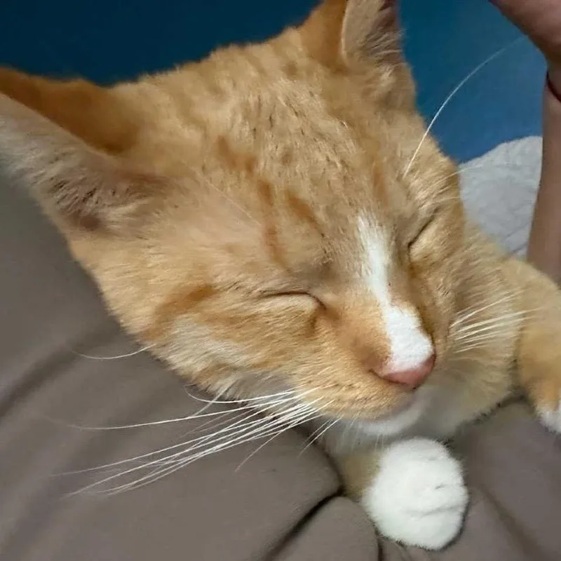 A young medium-sized male Orange / Red Domestic Short Hair cat named Ben for adoption in Howard beach, NY