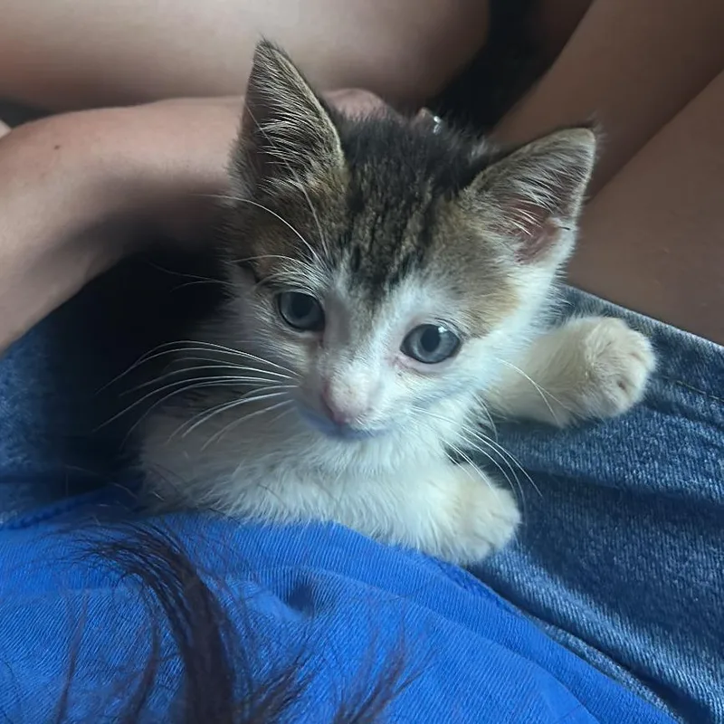 A baby small-sized male Domestic Short Hair cat named Gordito for adoption in Newark, NJ