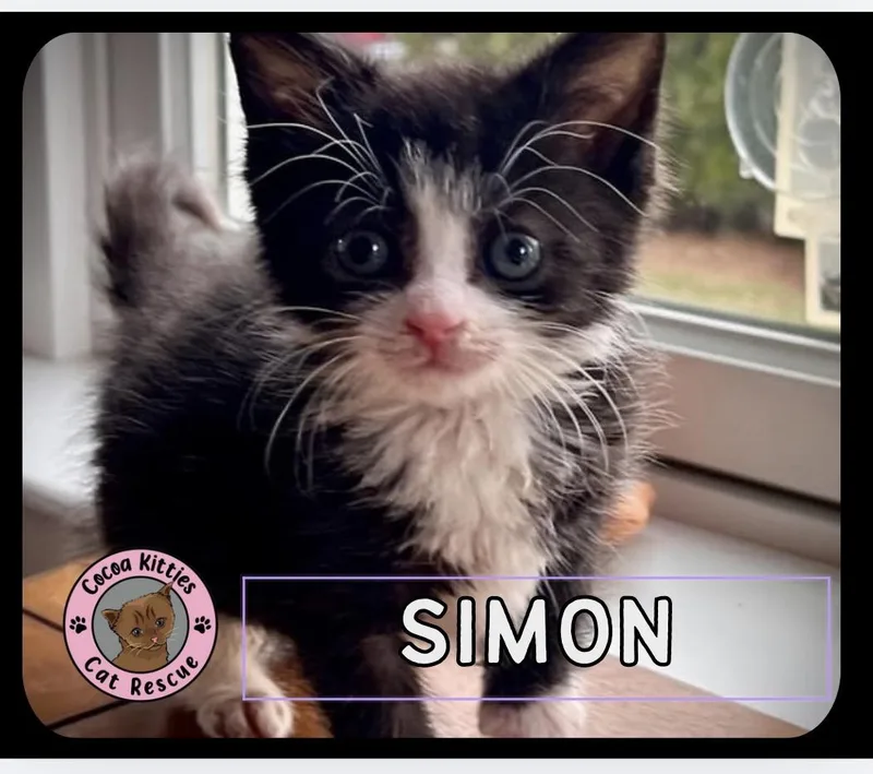 Simon