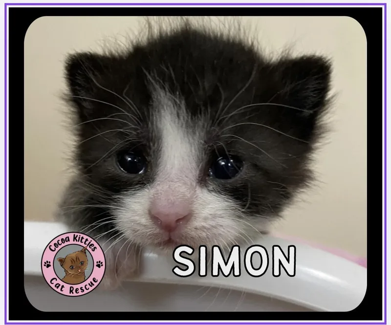 Simon thumbnail 4