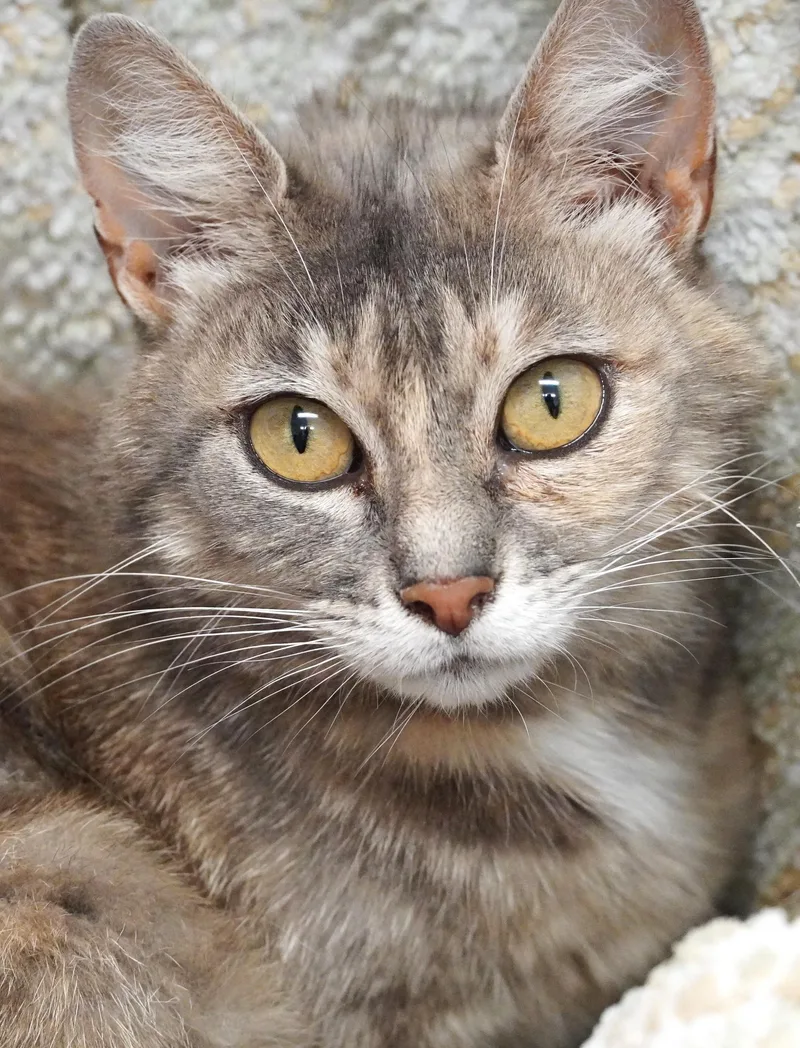 An adult small-sized female Dilute Calico Domestic Short Hair cat named Barb for adoption in Grants Pass, OR