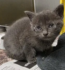 A baby small-sized female Domestic Long Hair cat named CA Misty for adoption in Glen Allen, VA