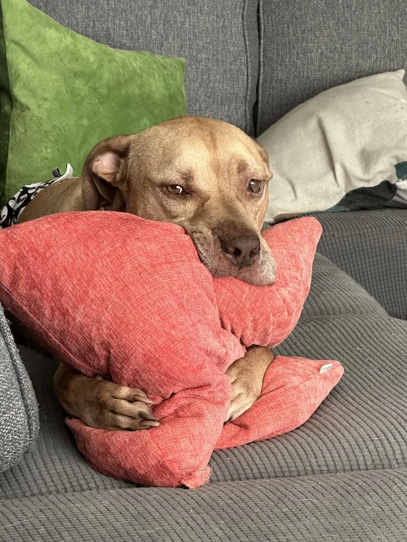 Scooby Doo thumbnail 2