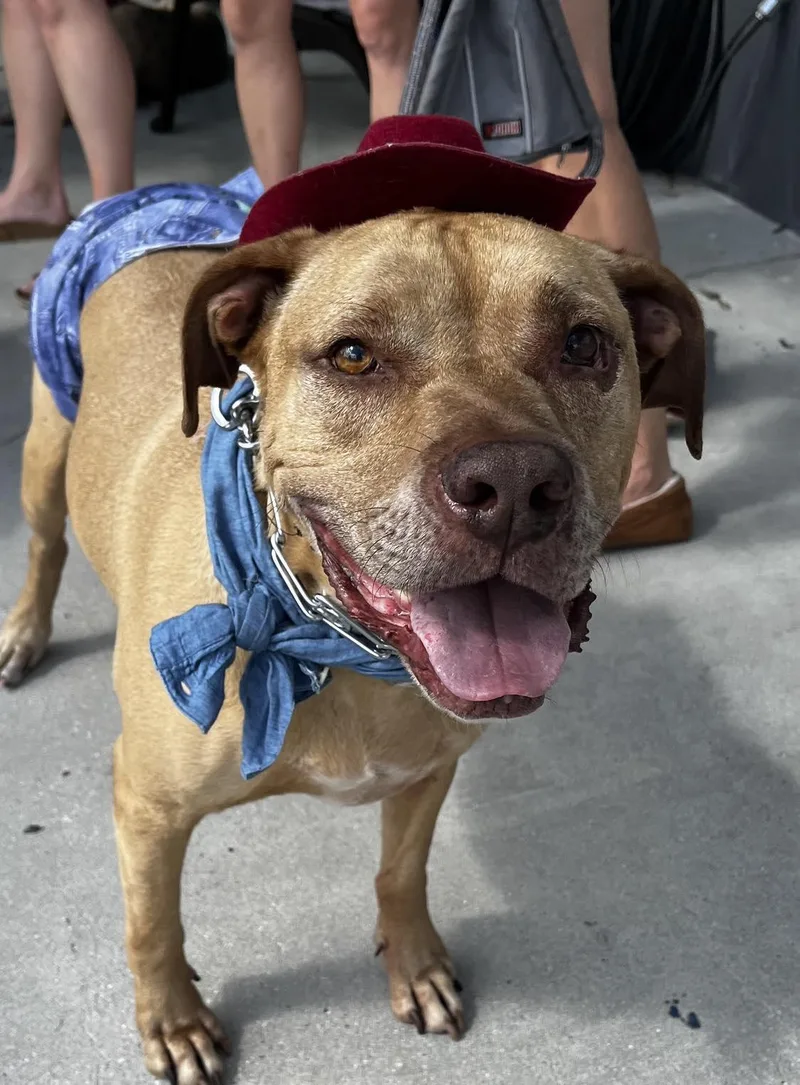 Scooby Doo thumbnail 3