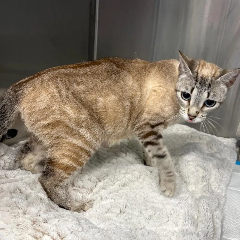 An adult medium-sized female White Domestic Short Hair cat named Aromatic for adoption in Greensboro, NC