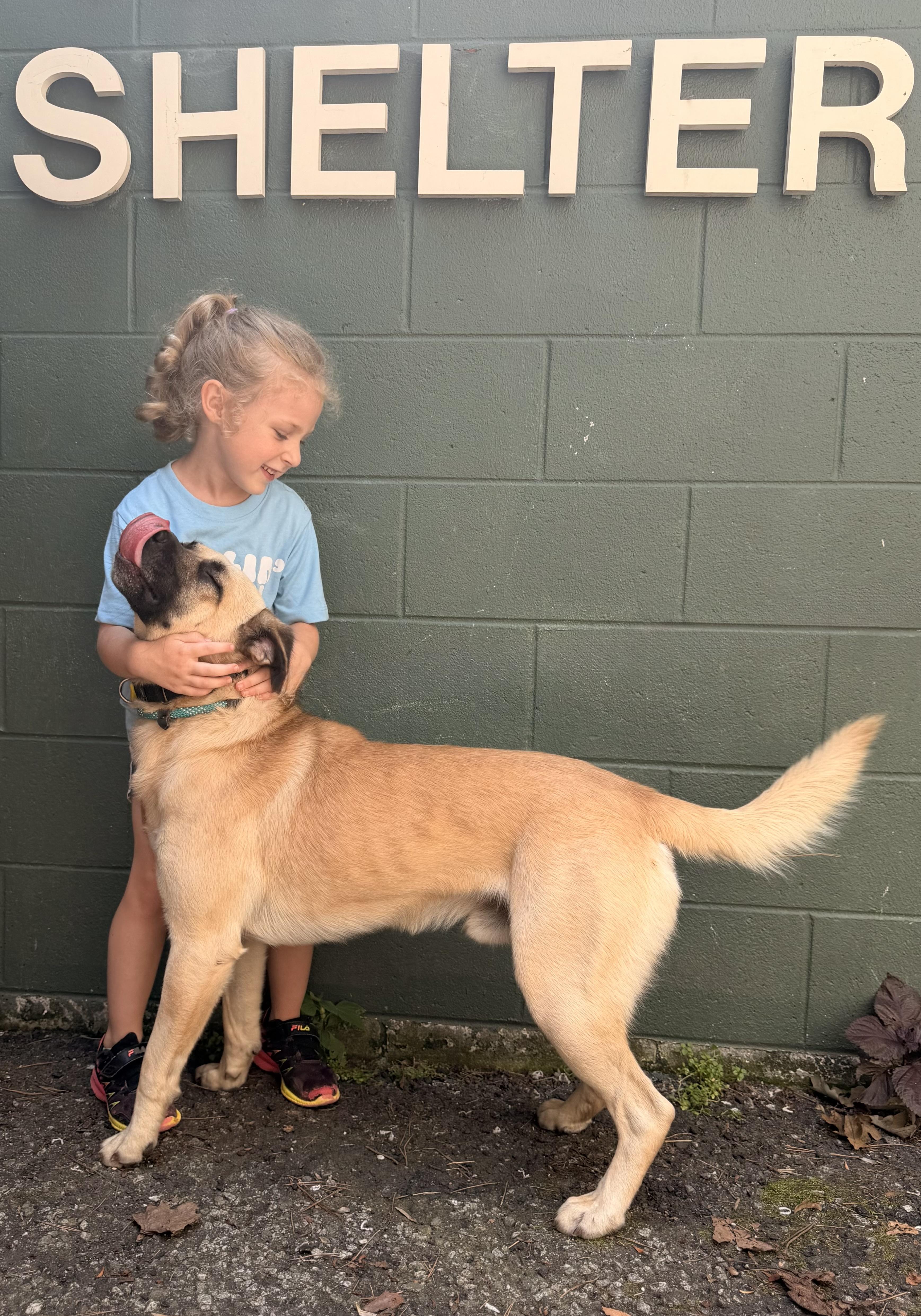 A young medium-sized male Apricot / Beige German Shepherd Dog dog named Asher for adoption in Cedarburg, WI