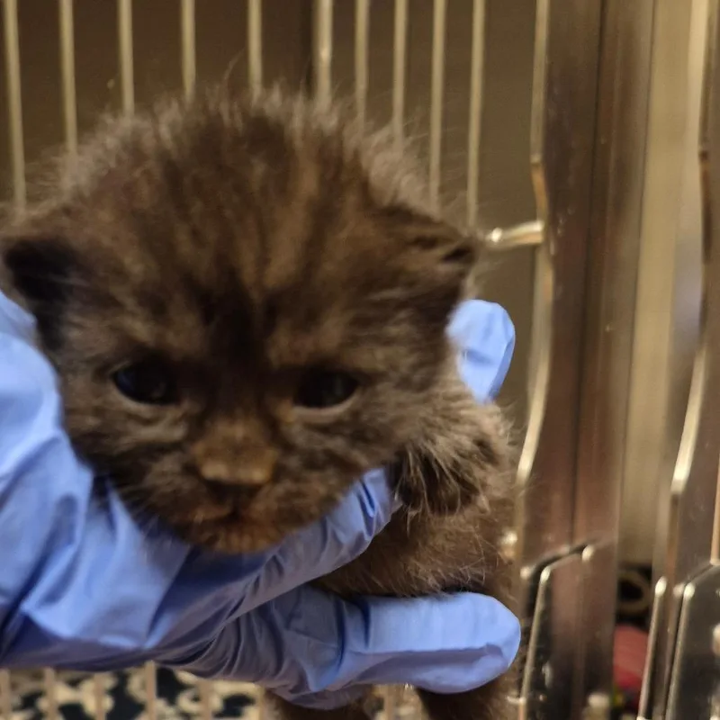 A baby small-sized female Black Domestic Medium Hair cat named Cairo for adoption in Columbus, GA