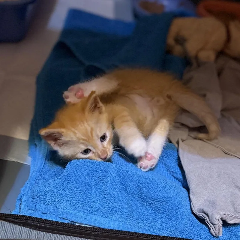A baby small-sized male Orange / Red Domestic Short Hair cat named Emperor Bodhi for adoption in Granville, OH