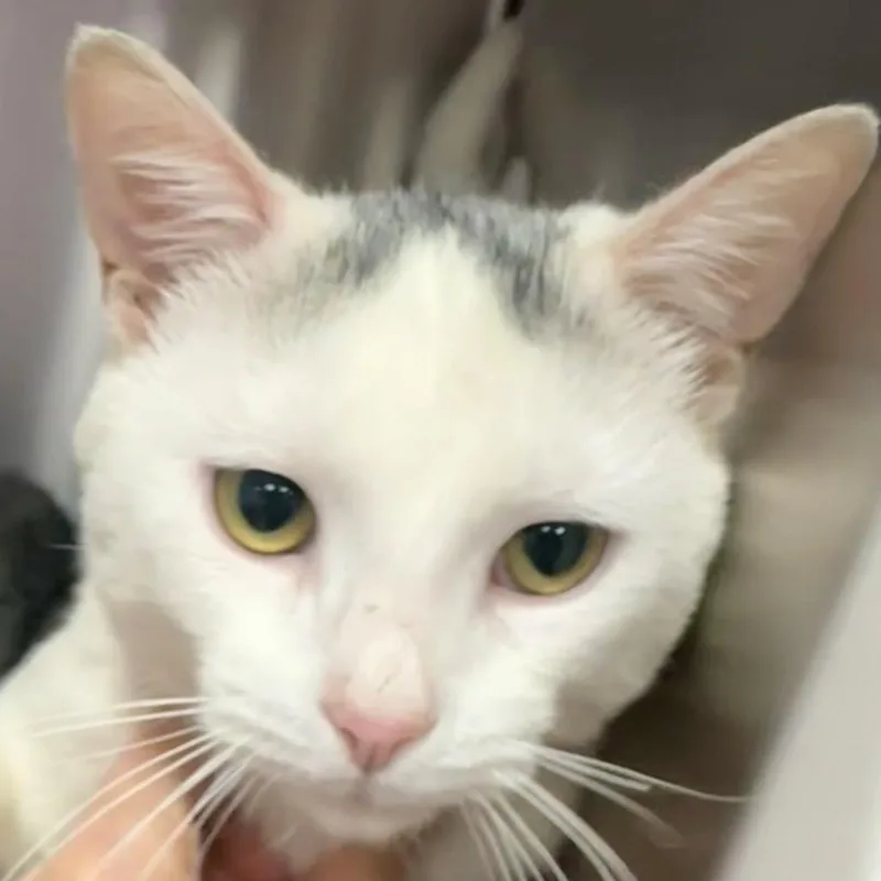 An adult medium-sized male White Domestic Short Hair cat named Tater for adoption in Saratoga Springs, NY