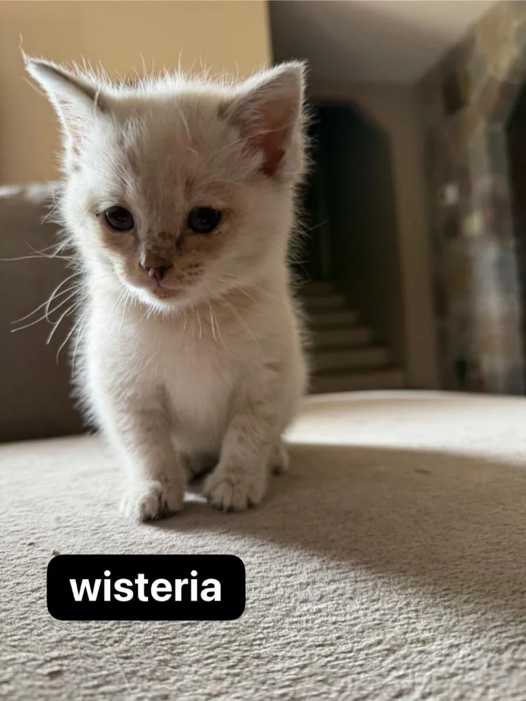 A baby medium-sized female Siamese cat named Wisteria for adoption in Johnson City, TN