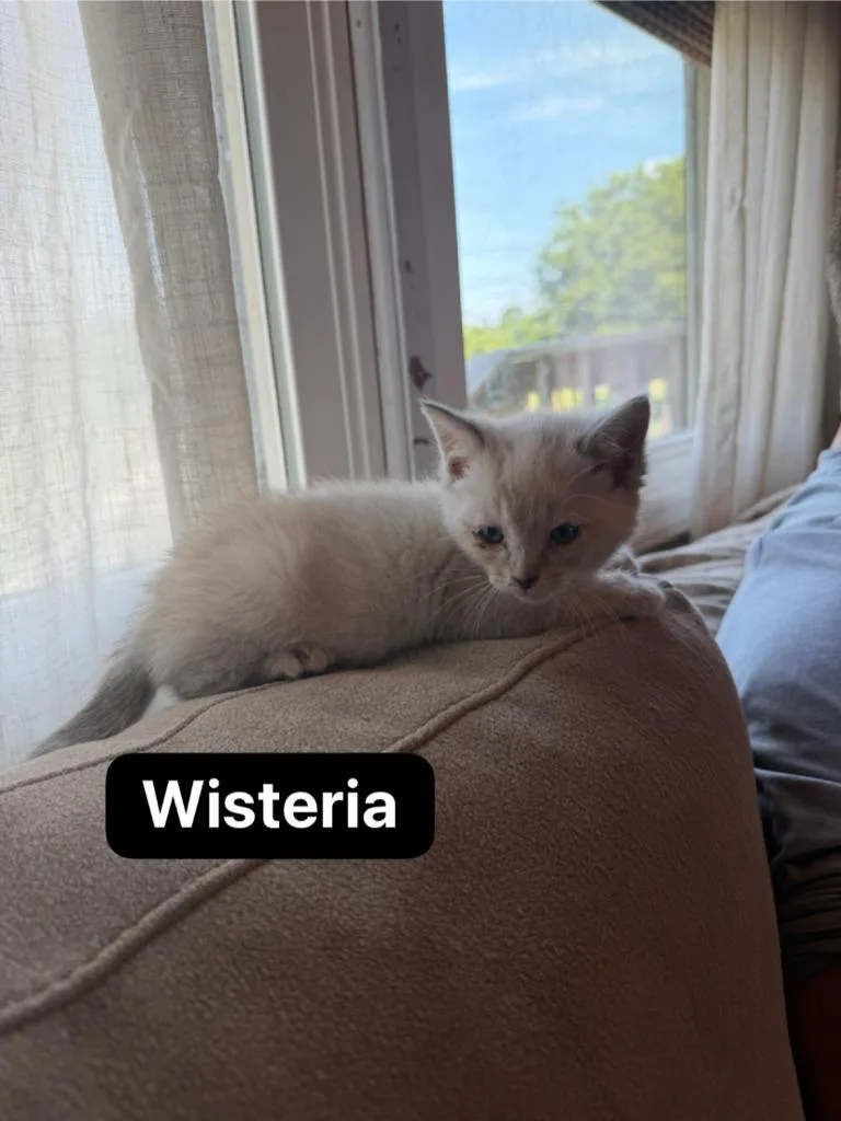 Wisteria thumbnail 3