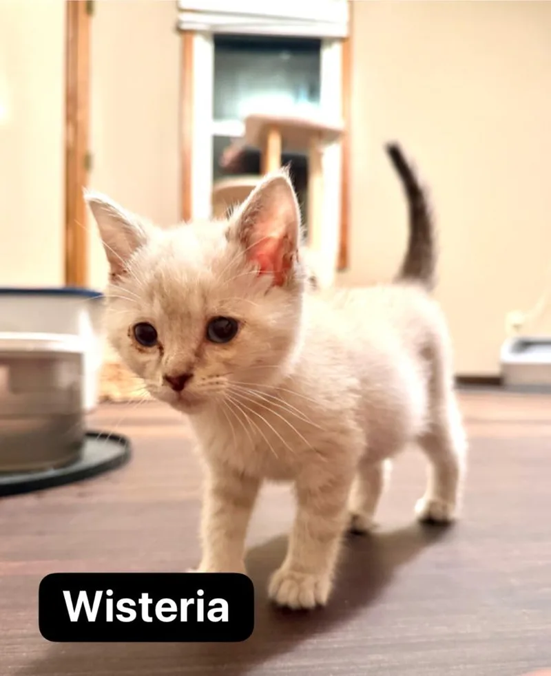Wisteria thumbnail 5