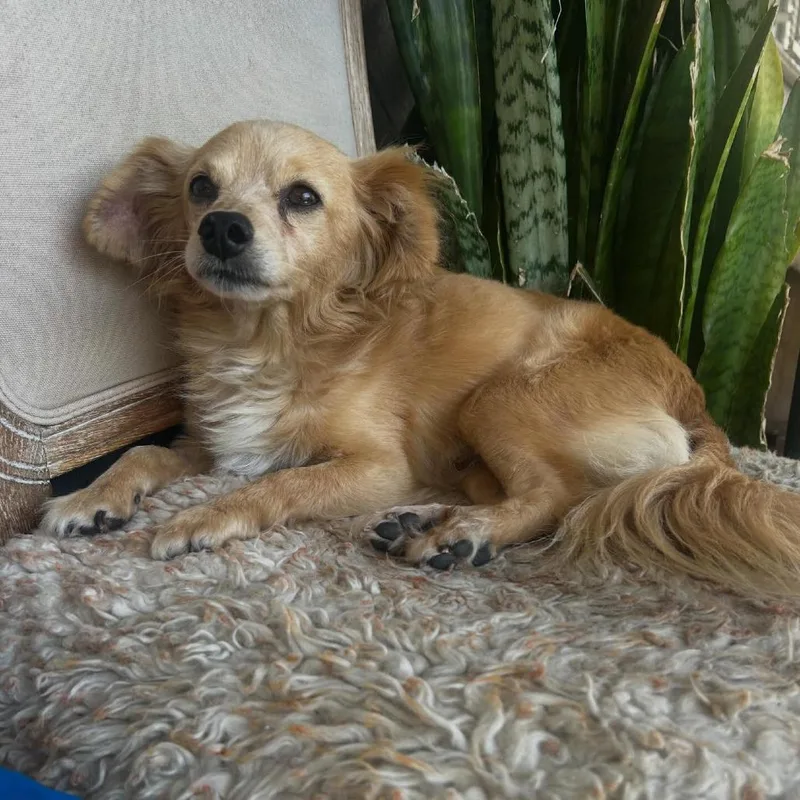 Clifford thumbnail 2