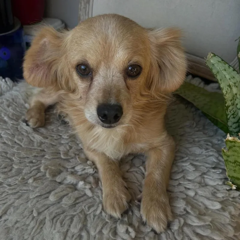 Clifford thumbnail 3