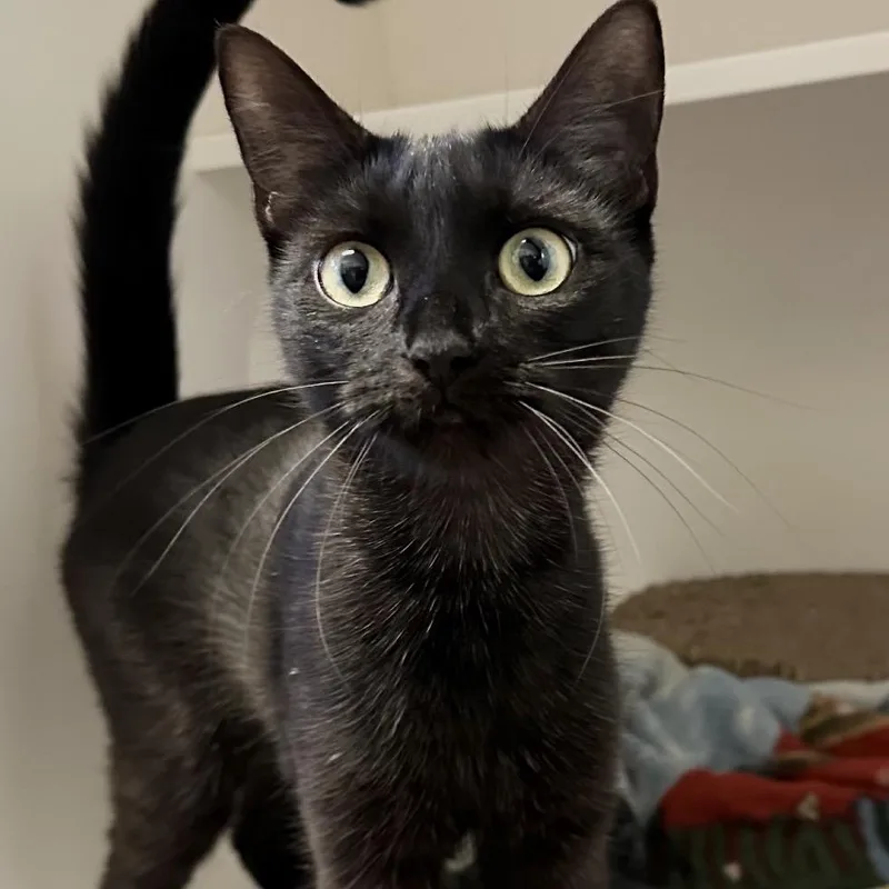 A young medium-sized female Black Domestic Short Hair cat named Loose Change for adoption in Providence, RI
