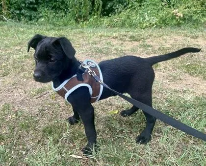 A young small-sized male Terrier dog named Pugsley for adoption in Annapolis, MD