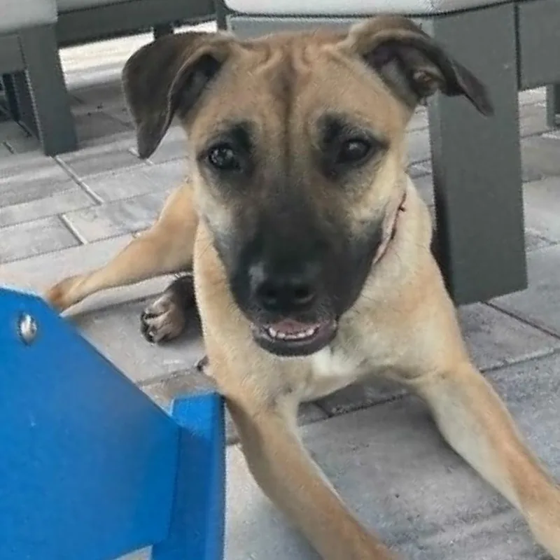 A young medium-sized female Apricot / Beige Black Mouth Cur dog named Syble for adoption in Largo, FL