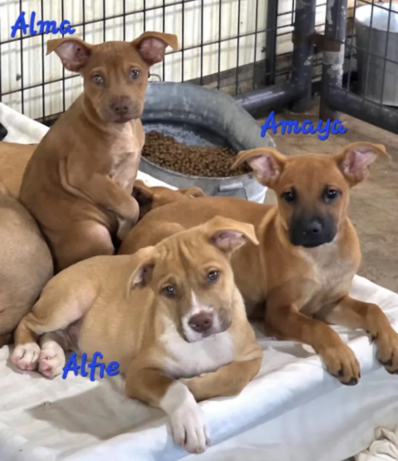 A baby medium-sized female Red / Chestnut / Orange Pit Bull Terrier dog named Alma for adoption in Watertown, CT