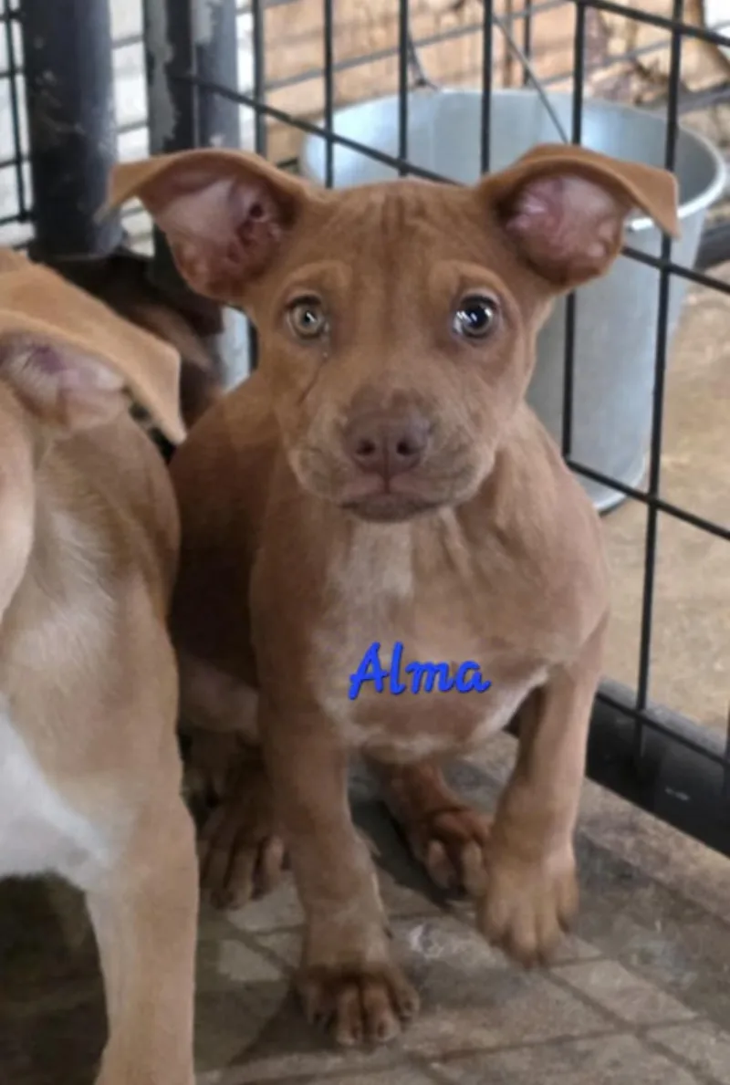 Alma thumbnail 2