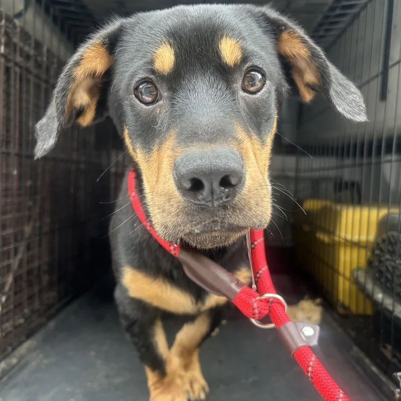 A young small-sized female Black Dachshund dog named Swirly for adoption in Charlottesville, VA
