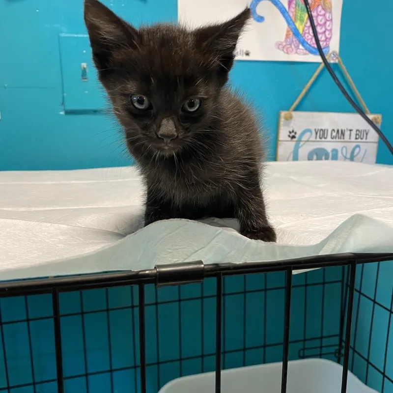 A baby small-sized male Black Domestic Short Hair cat named Doughnut for adoption in Jefferson city, TN