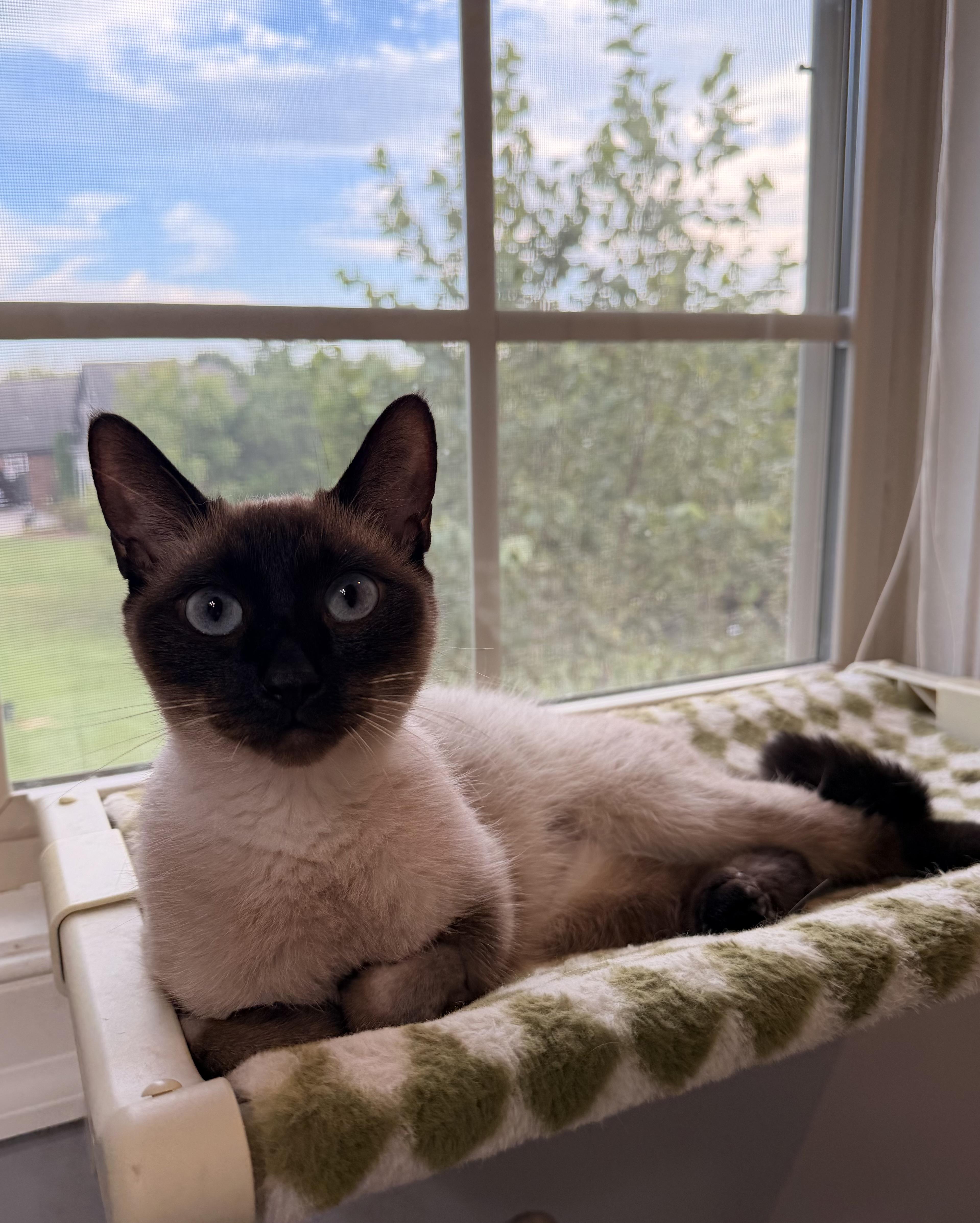 Katy