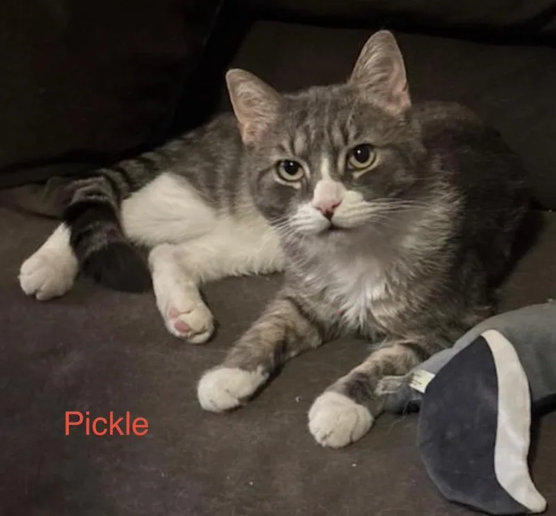 A young large-sized male Domestic Short Hair cat named Pickle for adoption in Ewing, NJ