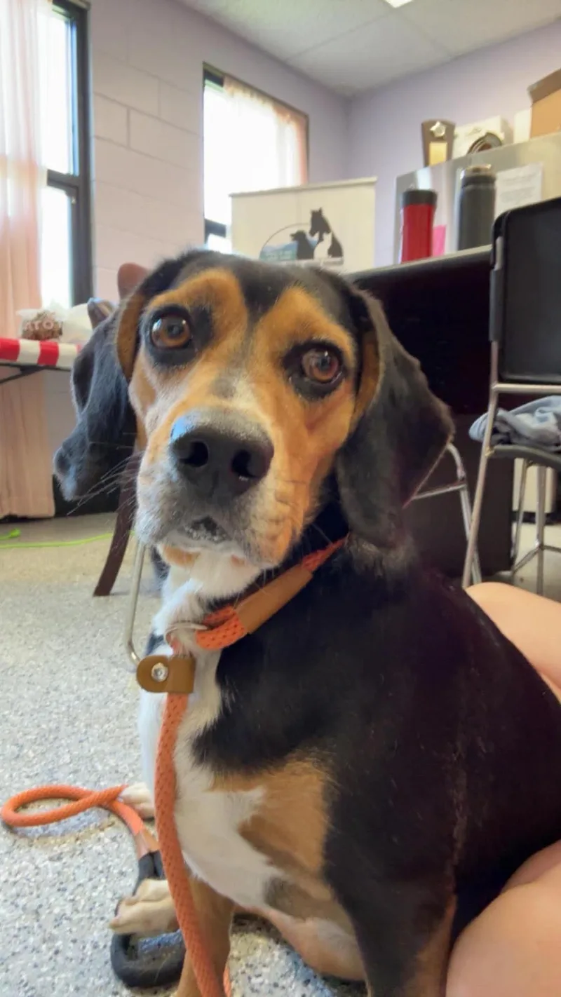 An adult medium-sized male Beagle dog named Leeland for adoption in Front Royal, VA