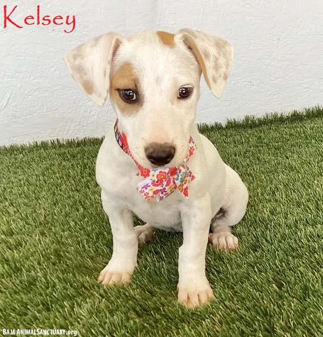 A baby small-sized female Jack Russell Terrier dog named Kelsey for adoption in San Diego, CA
