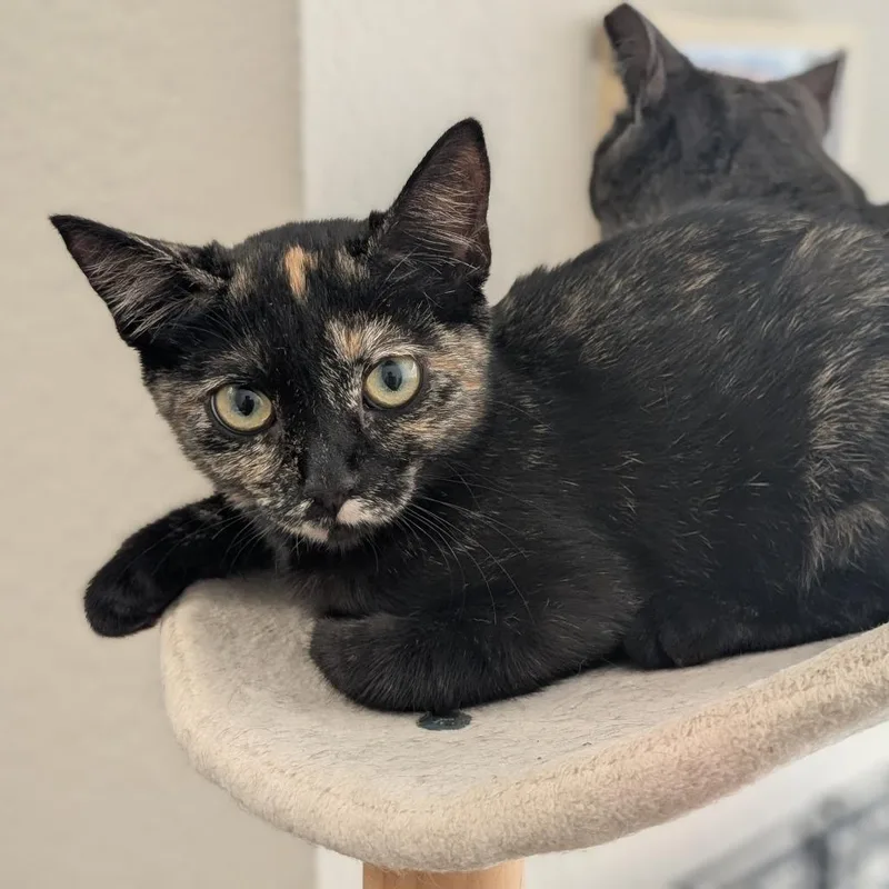 A baby small-sized female Tortoiseshell Domestic Short Hair cat named Gabriella for adoption in Long Beach, CA