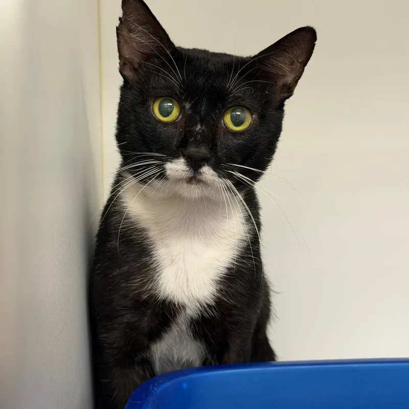 An adult large-sized male Black Domestic Short Hair cat named Rupaul for adoption in West Palm Beach, FL