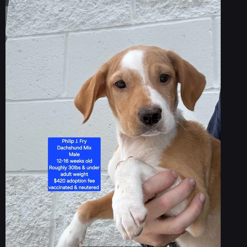 A baby small-sized male Dachshund dog named Phillip J. Fry for adoption in Oviedo, FL