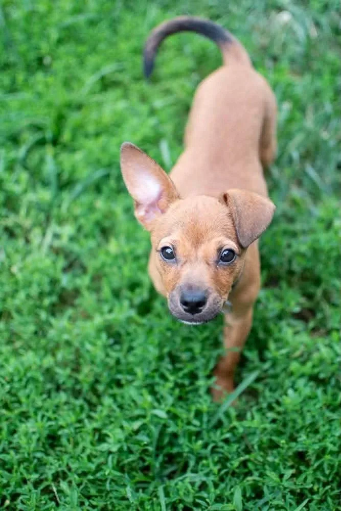A baby medium-sized female Chihuahua dog named Mushroom for adoption in Germantown, OH