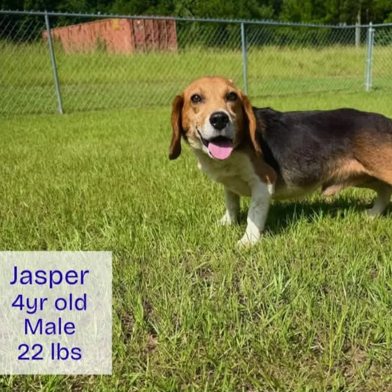 Jasper