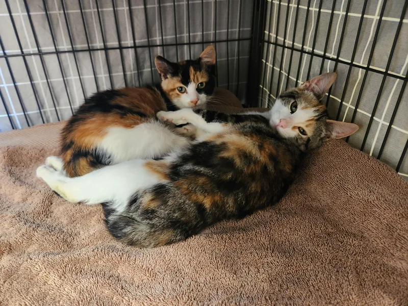 A baby medium-sized female Calico Domestic Short Hair cat named Betty and Pebbles for adoption in Clayton, NJ