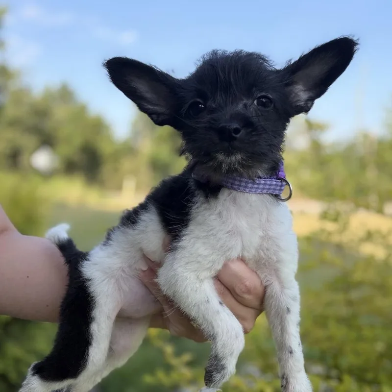 A baby small-sized female White / Cream Havanese dog named Leilani for adoption in Baton Rouge, LA