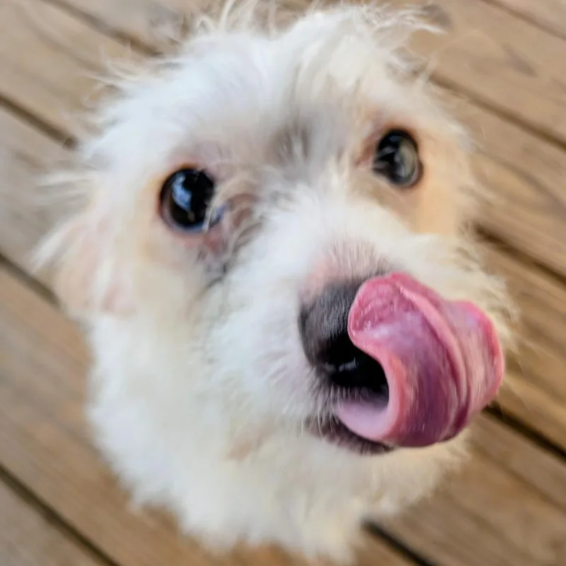 Honey Butter thumbnail 2