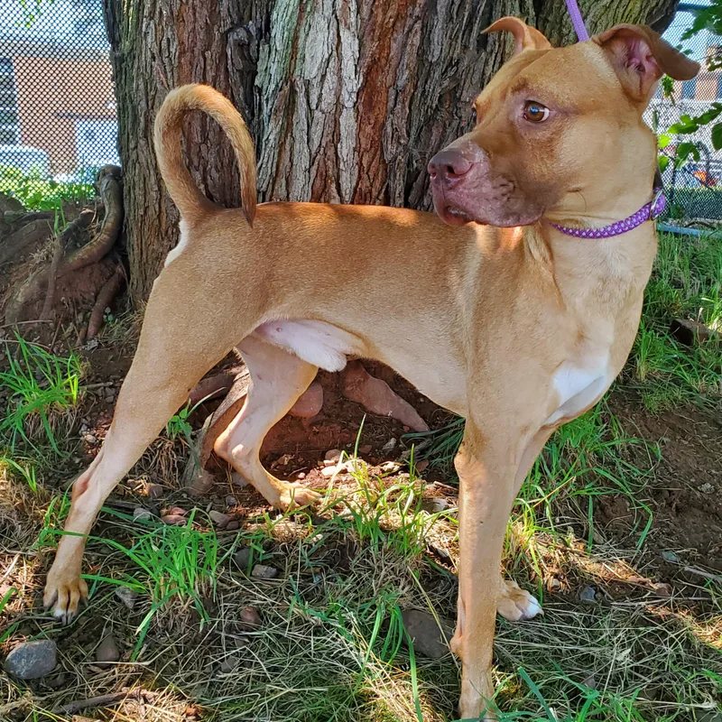 An adult medium-sized male American Staffordshire Terrier dog named Noodle for adoption in Jersey city, NJ