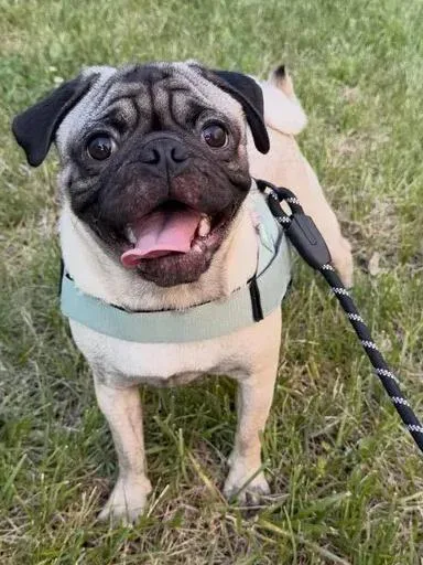 A baby small-sized male Apricot / Beige Pug dog named Bear for adoption in Woodbridge, VA