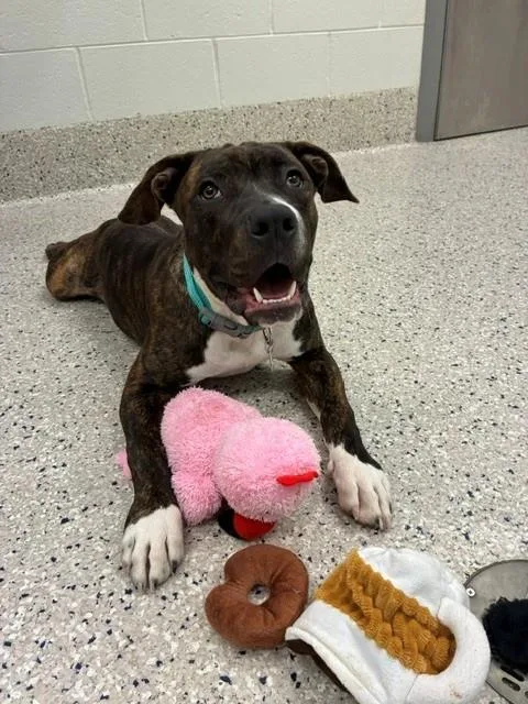 A young medium-sized male Pit Bull Terrier dog named Boogie for adoption in Brighton, CO