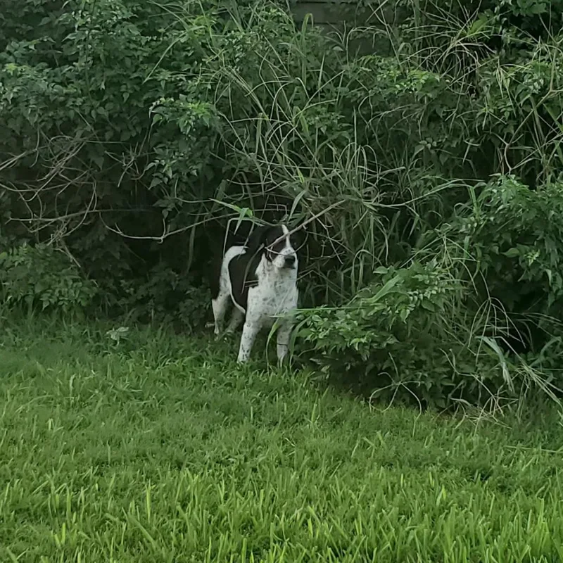 An adult medium-sized male White / Cream English Pointer dog named Beano for adoption in Houston, TX