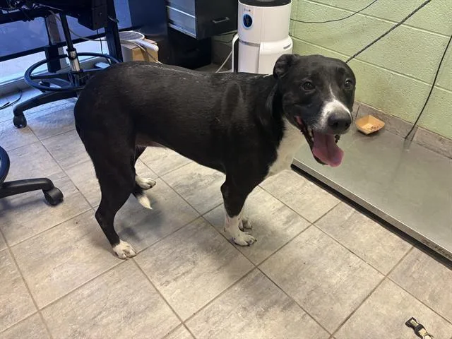 An adult large-sized female American Staffordshire Terrier dog named Nova for adoption in Grand Prairie, TX
