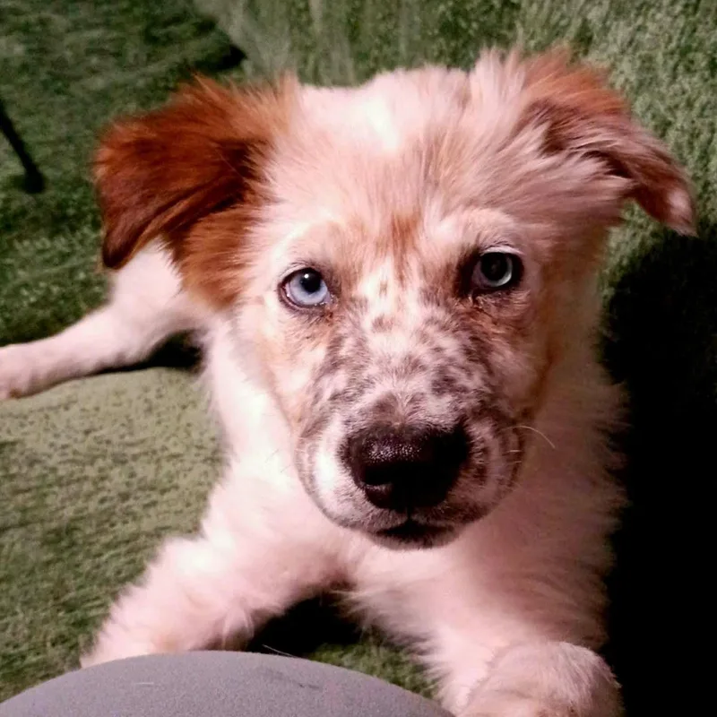 A baby medium-sized female Australian Shepherd dog named Sheila for adoption in PLAINFIELD, CT