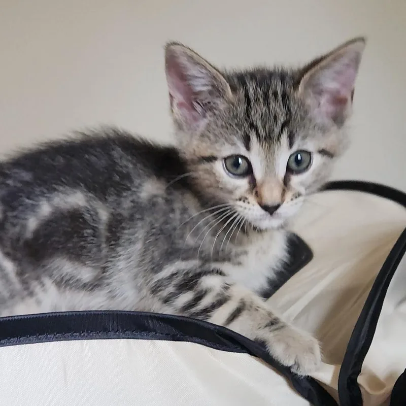 A baby small-sized male Gray / Blue / Silver Domestic Short Hair cat named BellyRub for adoption in Oceanside, NY