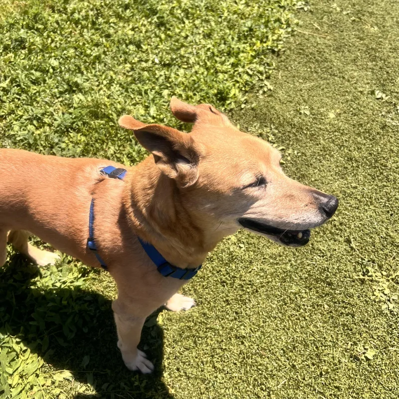 An adult medium-sized female Golden Retriever dog named Lyla for adoption in Estes Park, CO