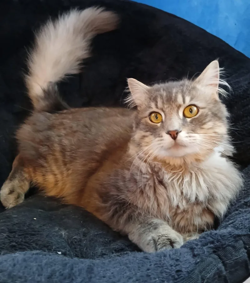 A young medium-sized male Domestic Long Hair cat named Grayson Goose for adoption in Enfield, CT